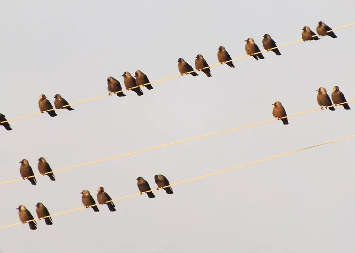 Tuka Talu ,soomaa Piirkonnas, Paernumaa * Tori