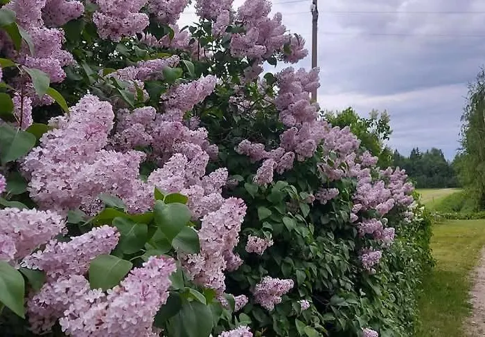 Tuka Talu ,soomaa Piirkonnas, Paernumaa Проживание в семье *
