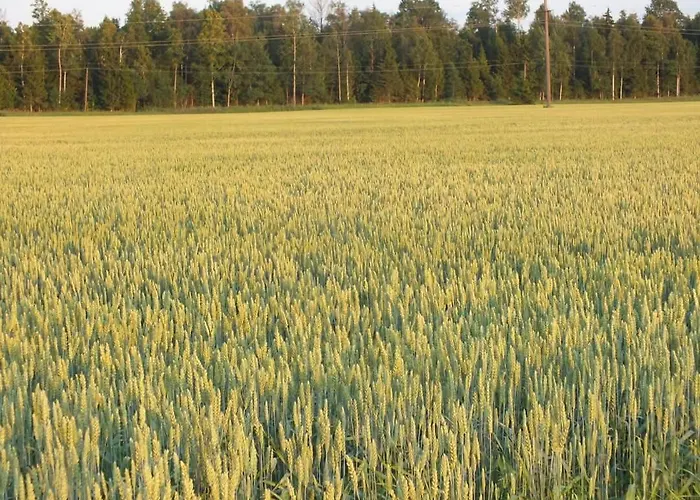 Tuka Talu ,soomaa Piirkonnas, Paernumaa Kwatera prywatna Tori