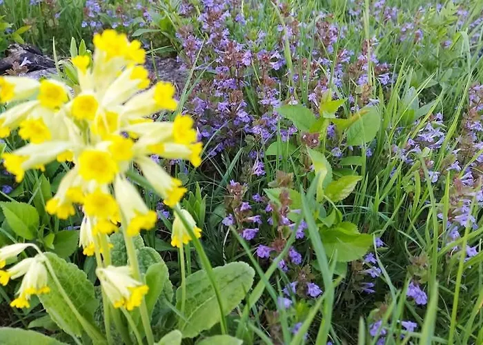 Tuka Talu ,soomaa Piirkonnas, Paernumaa Проживание в семье